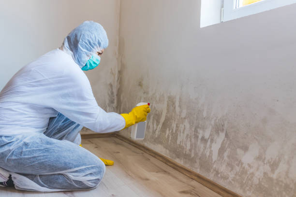 Licensed Mold Removal service in Clearwater Beach, FL - WQB Mold Removal